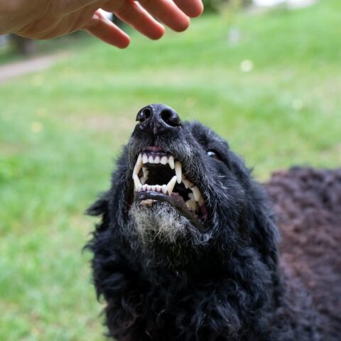 Dog growling at human, showing teeth.
